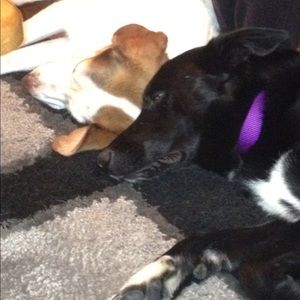 Meet your Posher, Anne-marie